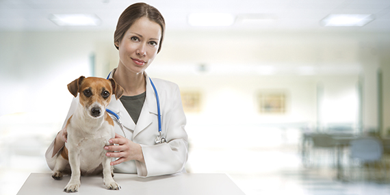 ветеринарная клиника